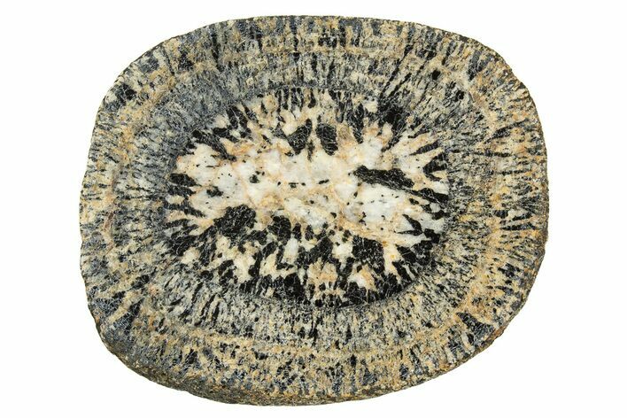 Polished Orbicular Granite Section - Western Australia #314219